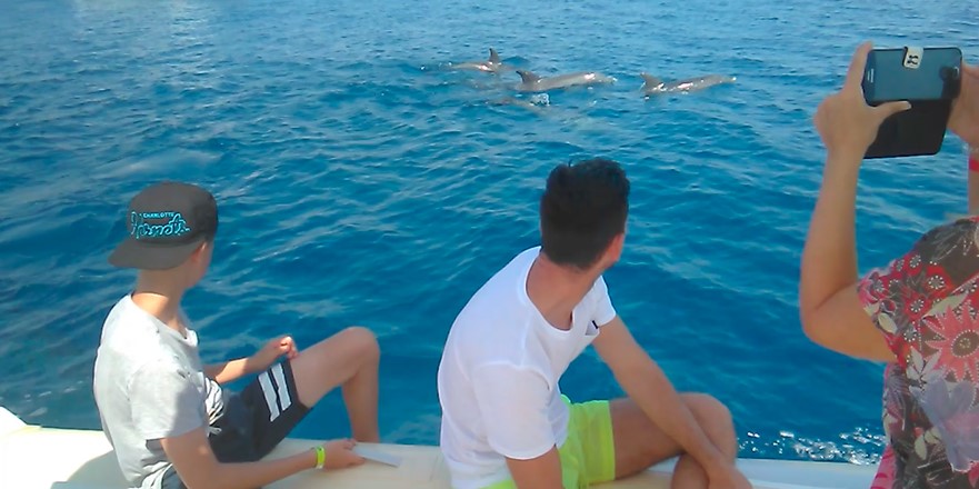 Dolphin house trip in Hurghada with Bullet Speedboats